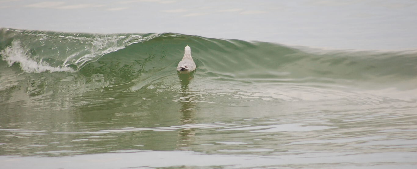 Möwe-im-Wasser-auf-einer-Welle