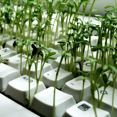 kleine-gruene-pflanzen-spriessen-aus-tastatur