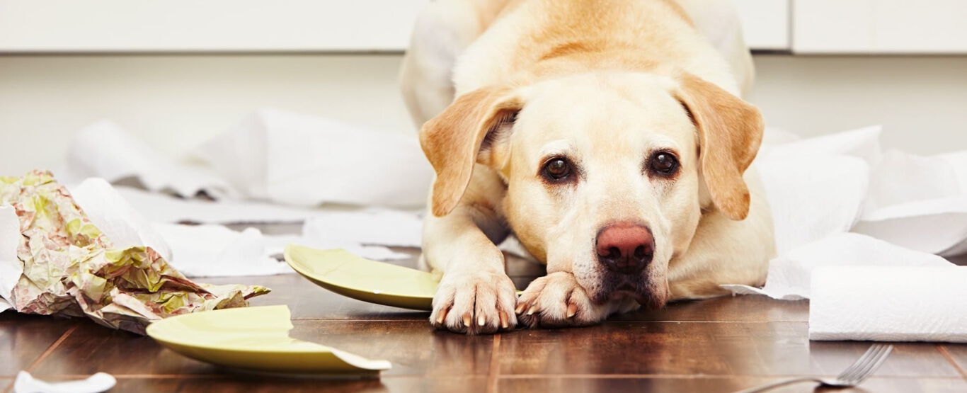 Hund-leigt-vor-zerbrochenem-Teller