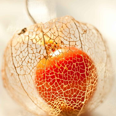 nahaufnahme-reife-leuchtende-physalis-in-verwelkter-fruchthuelle