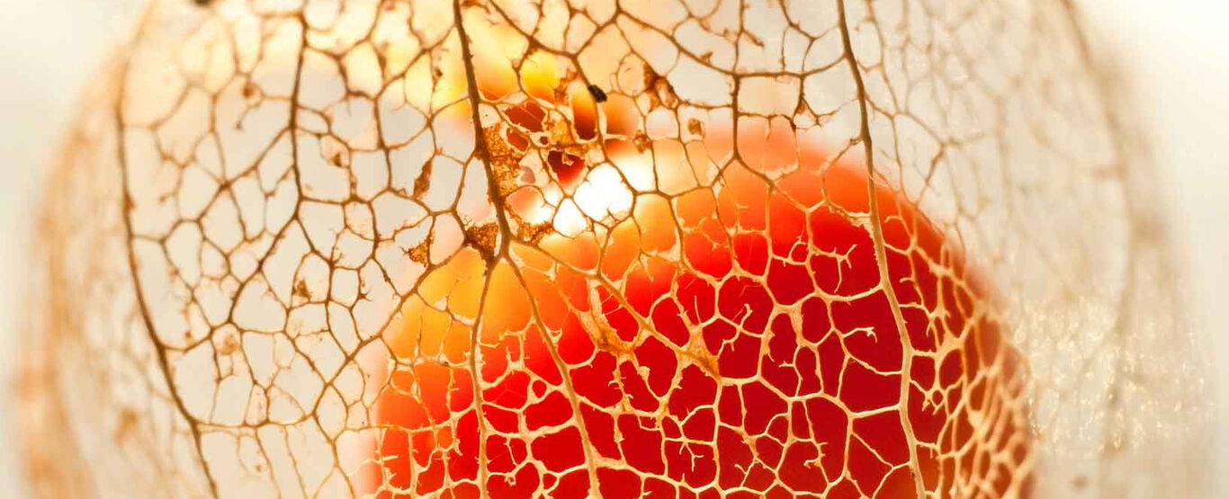 nahaufnahme-reife-leuchtende-physalis-in-verwelkter-fruchthuelle